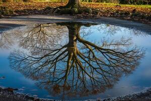 Tree Reflecting in Puddle Background photo