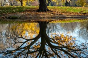 Tree with Reflection in Water Background photo