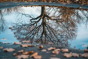 Tree Reflecting in Puddle Background photo