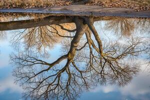 Tree Reflecting in Puddle Background photo