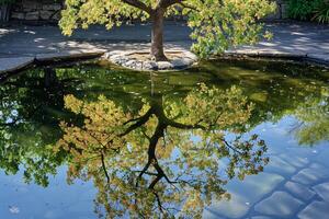 Tree with Reflection in Pond Background photo