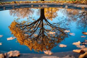 Autumn Tree Reflection in Puddle Background photo