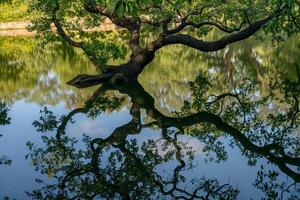 Tree with Reflection in Pond Background photo