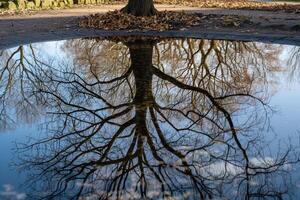 Tree Reflecting in Puddle Background photo