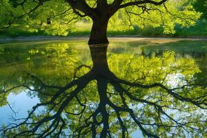 Tree Reflecting in Pond Background photo