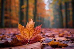 Autumn Leaf on Ground in Forest Background photo