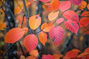 Red Leaves on Tree in Fall Background photo
