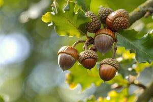 A Group of Acorns on a Tree Branch Background photo