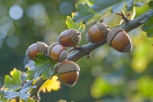 Acorns on a Tree Branch Background photo