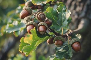 A Branch with Acorns on Background of Nature photo