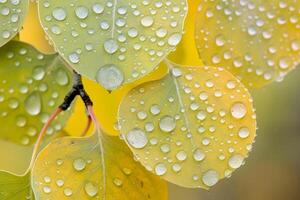 Raindrops on Leaves of Aspen Trees in Colorado Background photo