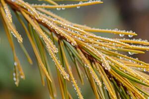 A Pine Tree with Water Droplets on Its Branches photo