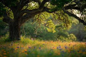 A Large Oak Tree in a Field of Wildflowers photo