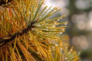 Pine Tree with Water Droplets in Natural Background photo