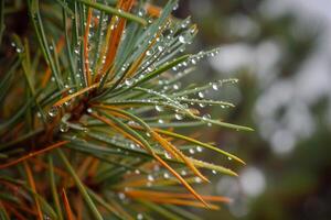 Pine Tree with Water Droplets in Natural Background photo