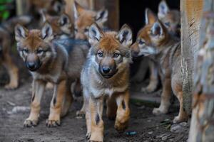 Group of Wolf Puppies Standing in Front of Wooden Door with Nature Background photo