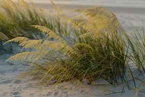 A Beach with Tall Grass and Sand, Background of a Beach with Tall Grass and Sand photo