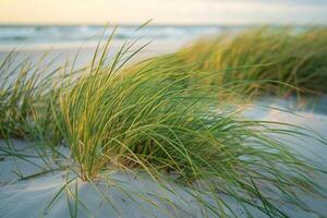 A Grassy Field on a Beach, Background of a Grassy Field on a Beach photo