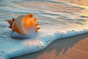 A shell on the beach with waves coming in photo