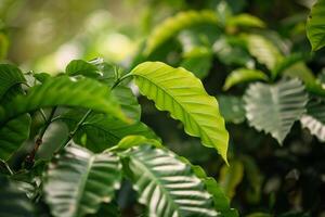 Coffee Beans are Growing on a Tree Background photo