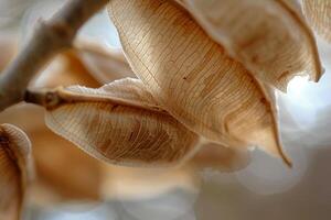 Closeup of a Tree Branch with Leaves Background photo