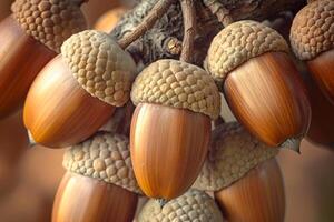 Acorns on a tree with natural background photo