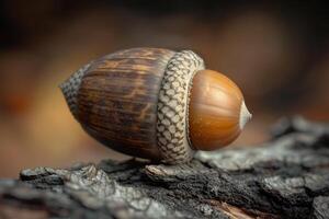 Nut on a tree branch with natural background photo