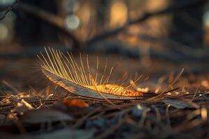 Feather on Ground in Woods with Natural Background photo