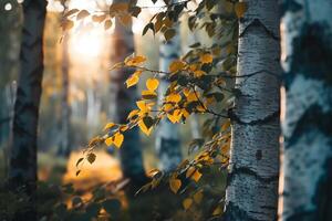 Birch Trees in the Sun Background photo
