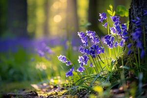 Bluebells in the Forest with Sunlight Shining Through the Trees Background photo