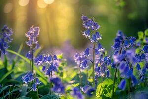 Bluebells in the Sun Background photo