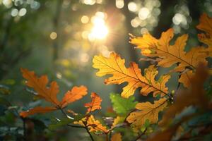 Autumn Leaves in the Forest at Sunset Background photo