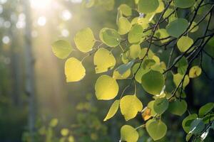 Aspen Leaves in the Sunlight Background photo
