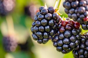 Blackberries Growing on Tree in Field Background photo