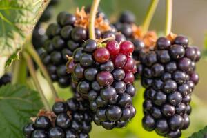 Blackberries on Tree Background photo