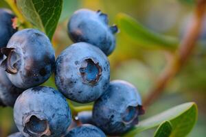 Blueberries on Tree Branch Background photo