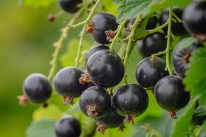 Black Currant Fruit Background photo