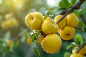 Yellow Fruits on Tree Branch Background photo