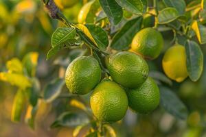 Limes Hanging from Tree Background photo