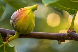 Fig Tree Branch with Fig Background photo