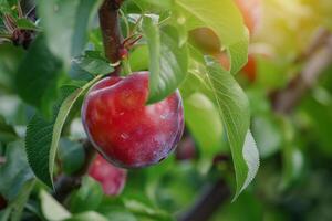 Plums on Tree in Garden Background photo