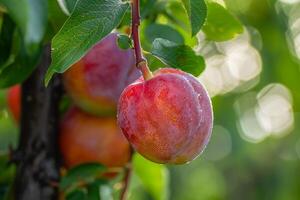 Plums on Tree Background photo
