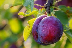 Plum on Tree Background photo