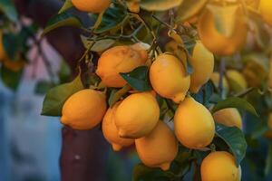 Lemon Tree with Ripe Lemons on the Tree Background photo
