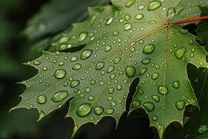 Leaf Water Droplets Background   of leaf with water droplets photo