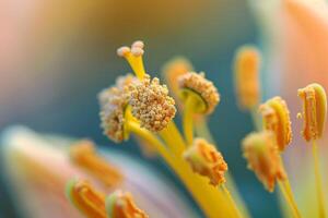Yellow Flower with Blurry Background on Nature Background photo