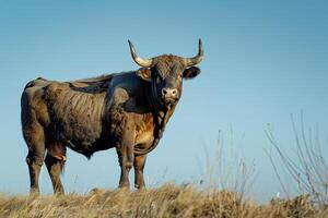 Bull Standing in Field Background photo