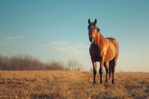 Horse Standing in Field with Blue Sky Background photo