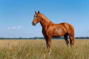 Horse Standing in Field of Tall Grass Background photo