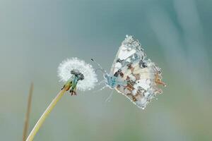 Butterfly on Dandelion with Dew, Nature Background photo